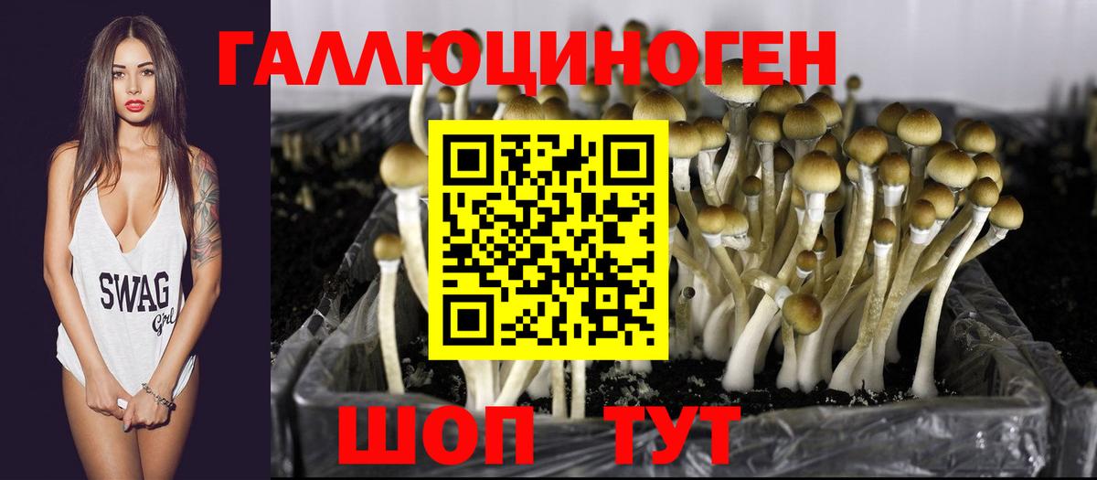 Галлюциногенные грибы Psilocybine cubensis Крымск